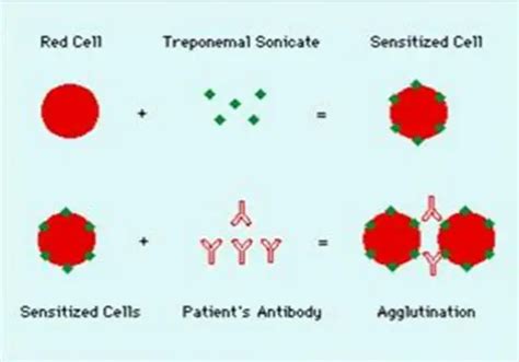 tpha test cost|TPHA: Principle, Procedure, Results, Interpretations.
